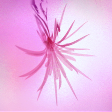 Ink Bloom
